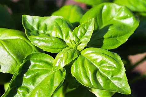 Pothos Golden