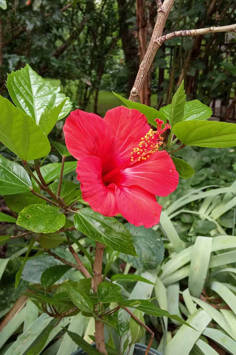 Hibiscus