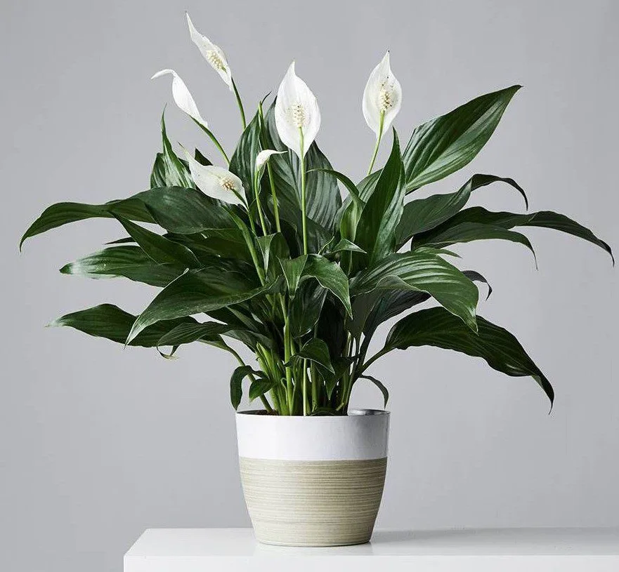 Indoor Plants