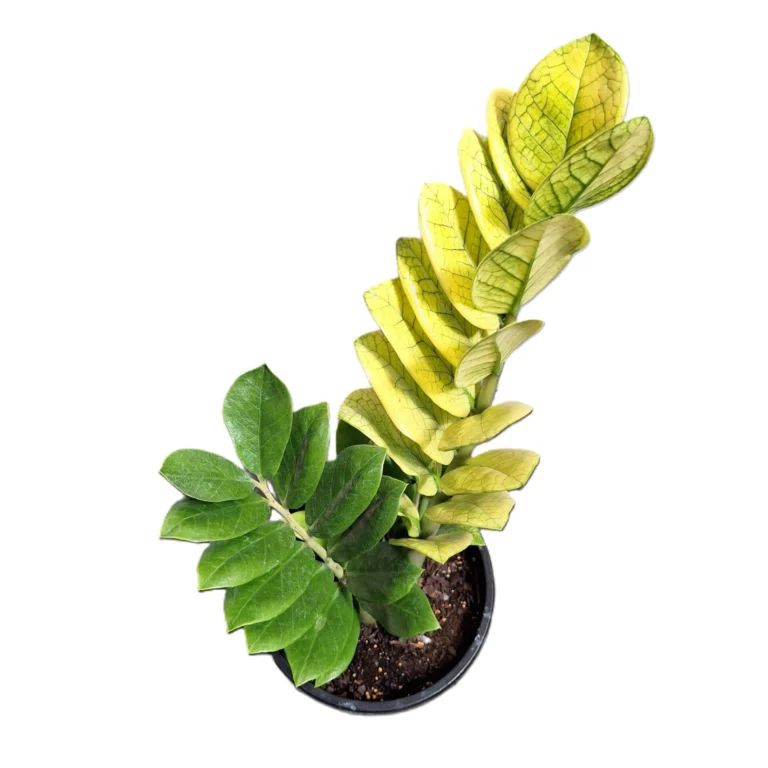 ZZ Plant